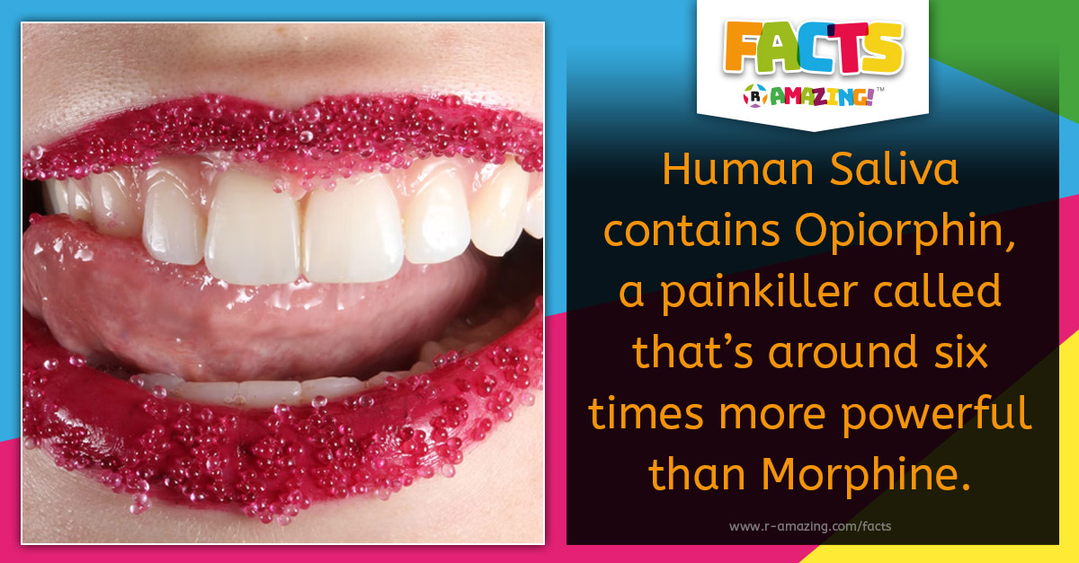 R Amazing! Facts - Human Saliva Painkiller Facts