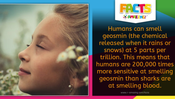 Smelling Rain Fact