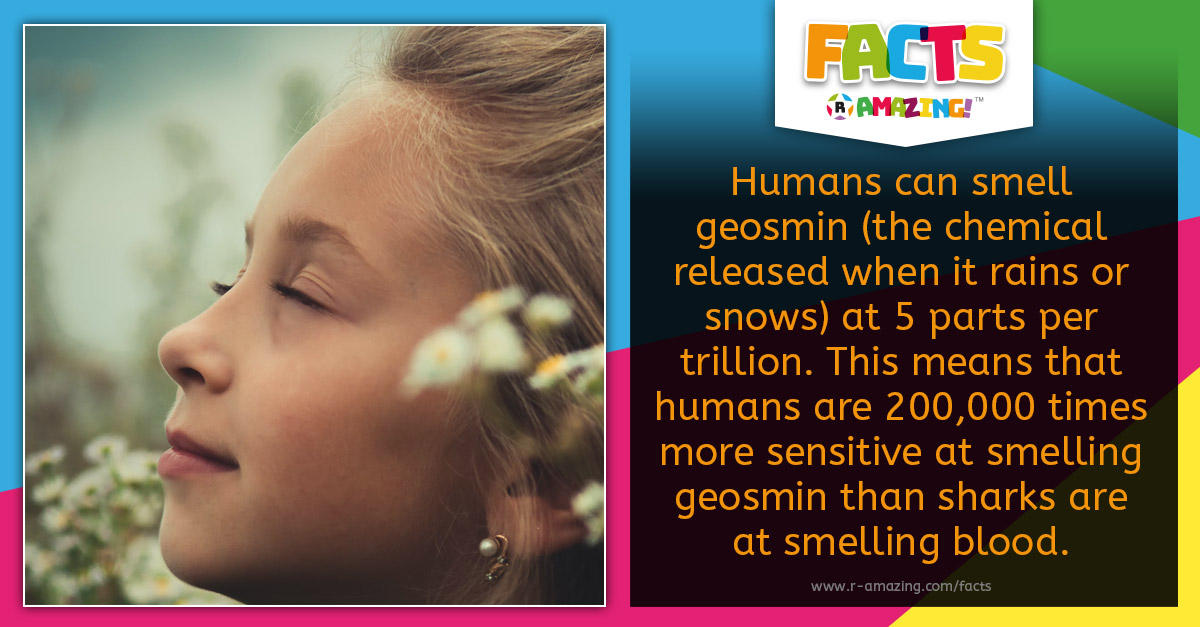 R Amazing! Facts - Smelling Rain