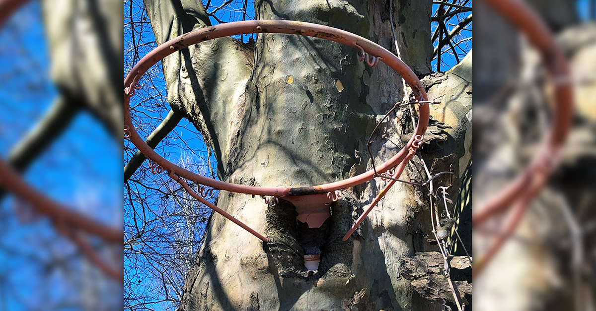 Tree eating a basketball ring