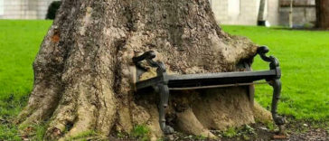 Tree eating a bench