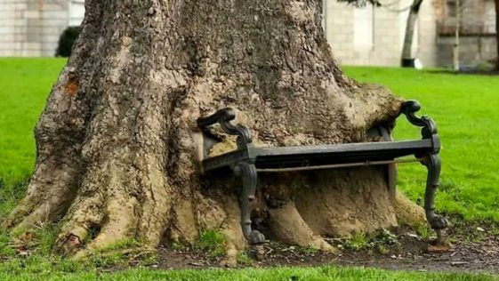 Tree eating a bench