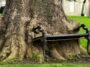 Tree eating a bench