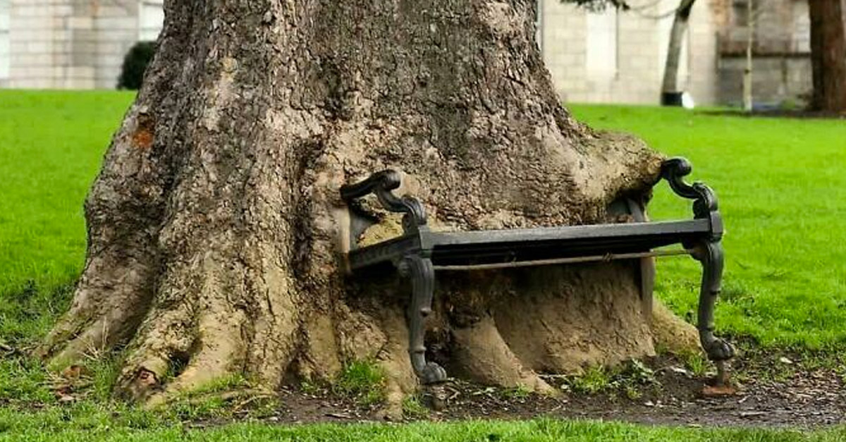 Tree eating a bench