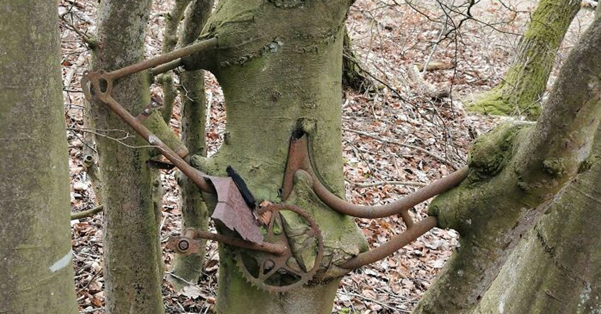 Tree eating a bicycle