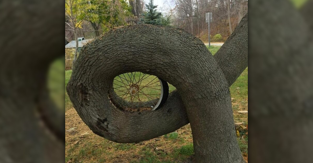Tree eating a bike wheel