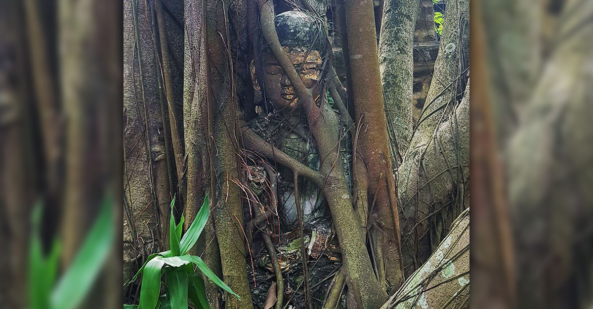 Tree eating a buddha