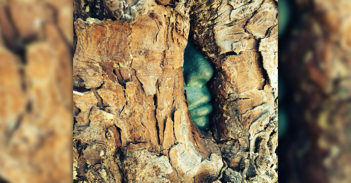 Tree eating a face