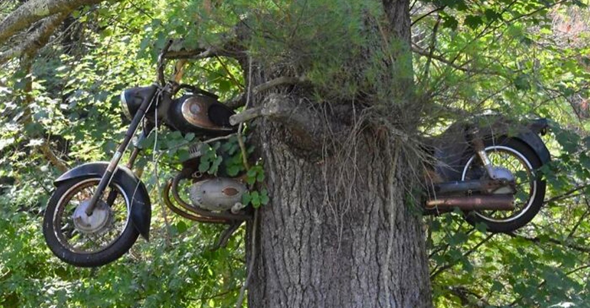 Tree eating a motorbike