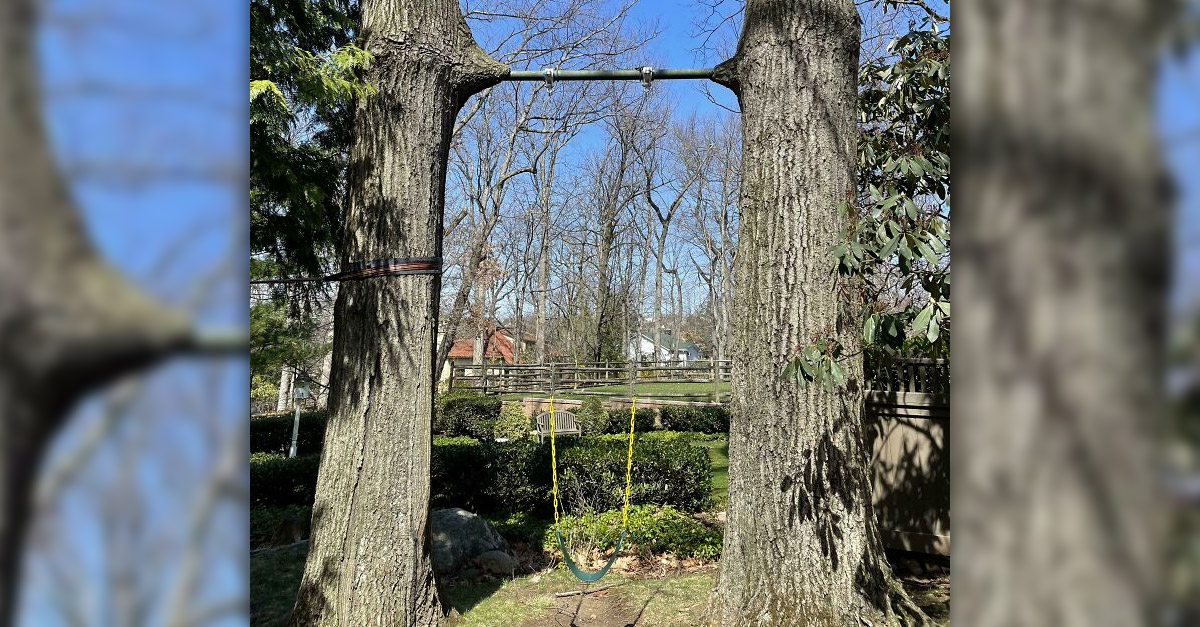 Tree eating a swing
