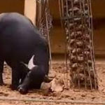 A Buffalo Saves a Tortoise