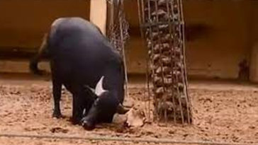 A Buffalo Saves a Tortoise