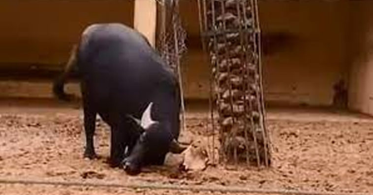 A Buffalo Saves a Tortoise