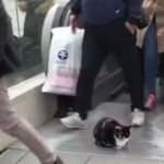 Cat at top of escalator