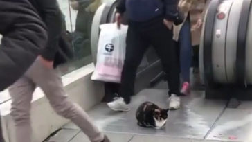 Cat at top of escalator