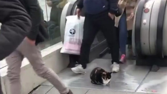 Cat at top of escalator