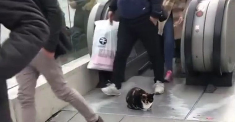 Cat at top of escalator