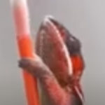 Chameleon Changing Colour As It Walks Up Pencils