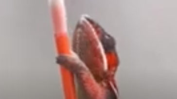 Chameleon Changing Colour As It Walks Up Pencils