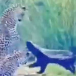 Honey Badger against Three Leopards