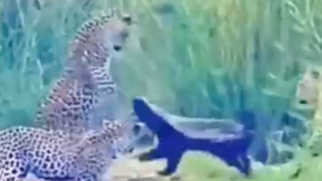 Honey Badger against Three Leopards