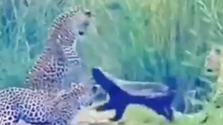 Honey Badger against Three Leopards