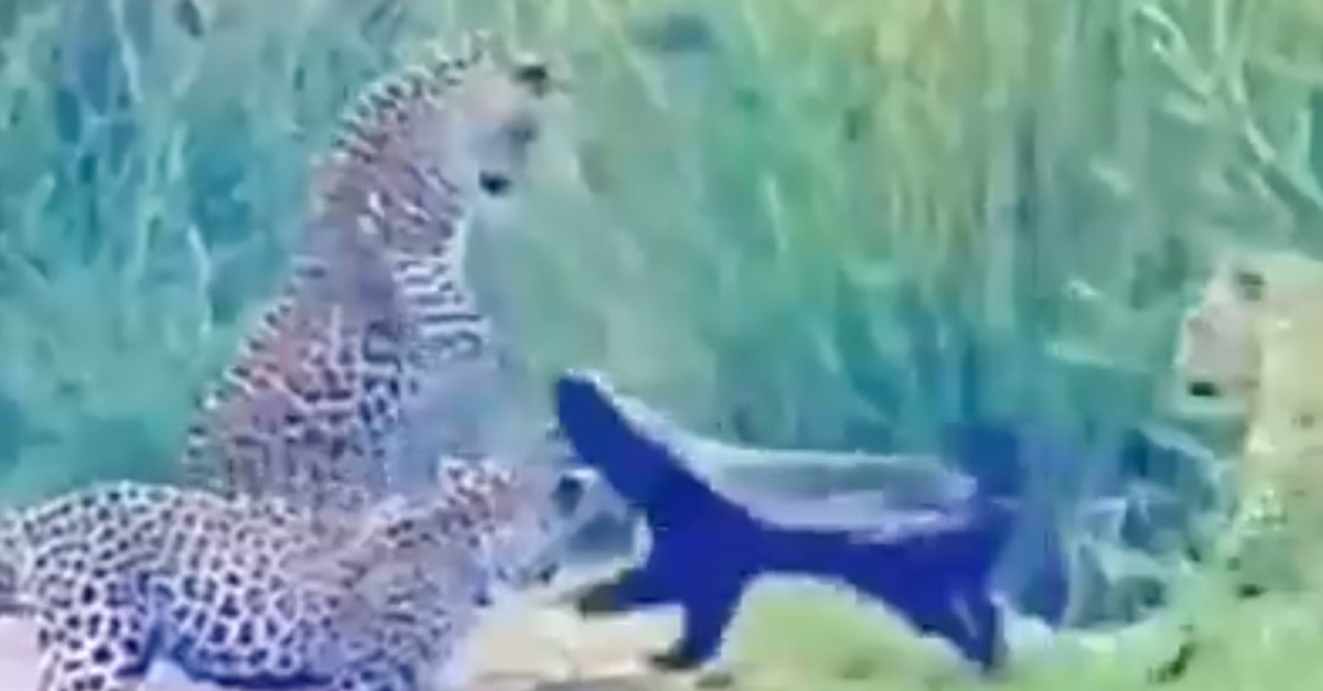 Honey Badger against Three Leopards