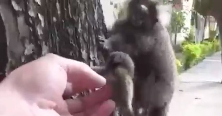 Monkey Rescued and Returned to its Mum