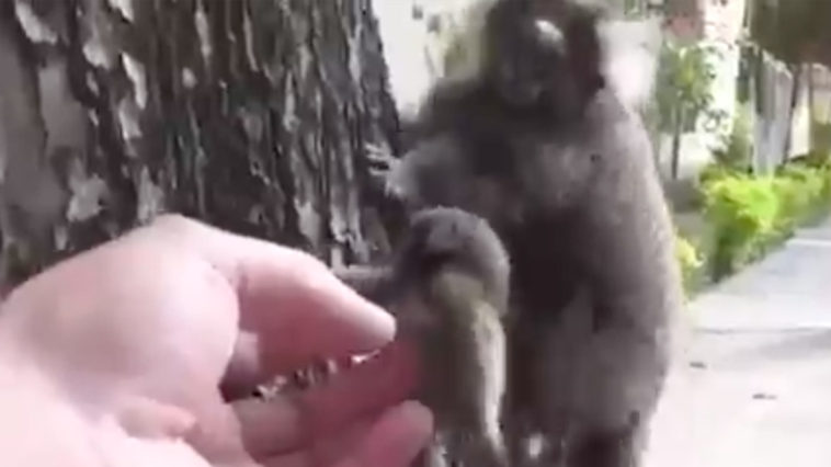 Monkey Rescued and Returned to its Mum