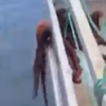 Octopus Fitting Through Small Gap On A Boat
