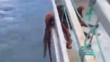 Octopus Fitting Through Small Gap On A Boat