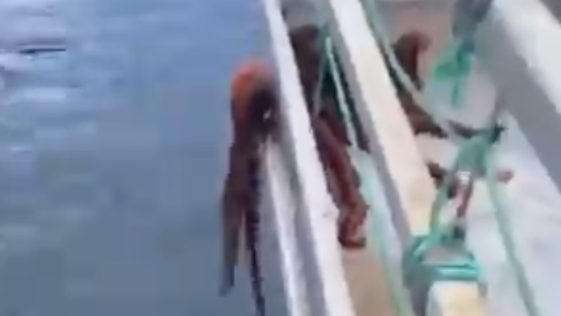 Octopus Fitting Through Small Gap On A Boat