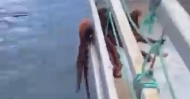 Octopus Fitting Through Small Gap On A Boat