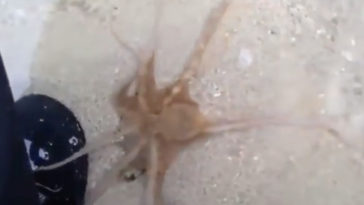 Octopus Says Thank You