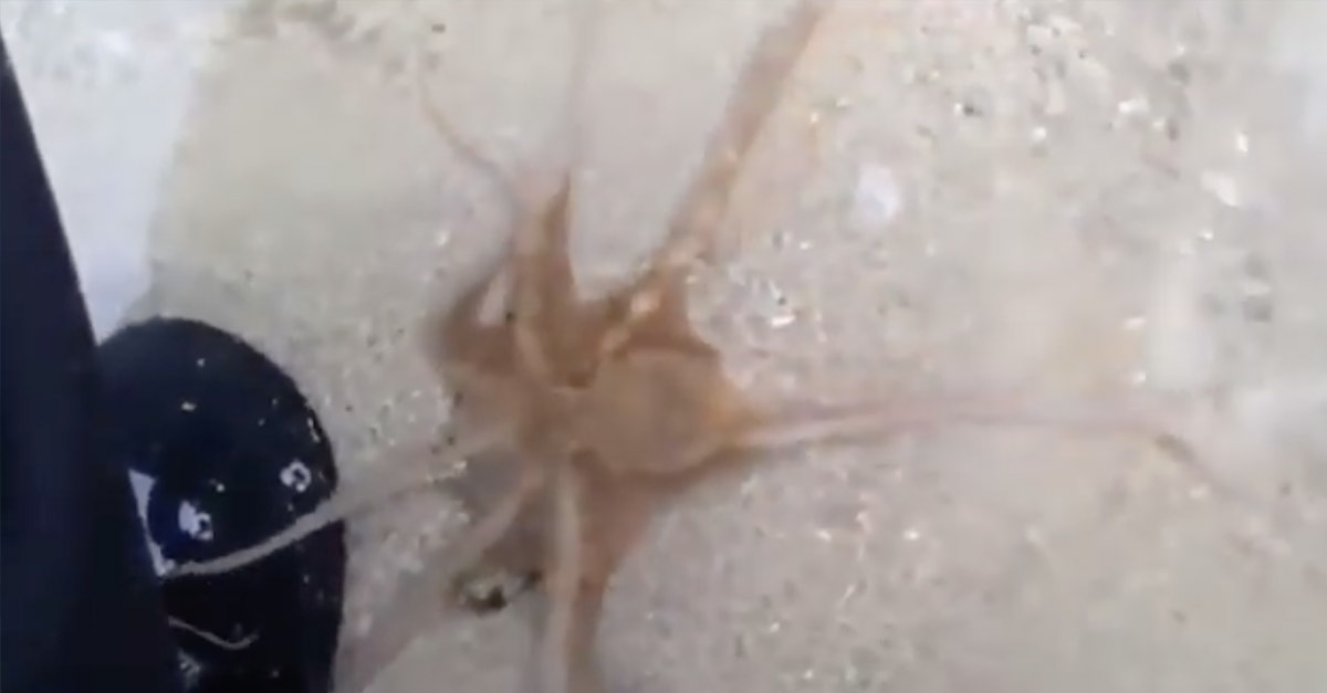 Octopus Says Thank You