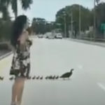 Woman stops traffic to help ducklings