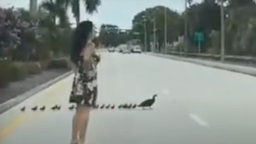 Woman stops traffic to help ducklings