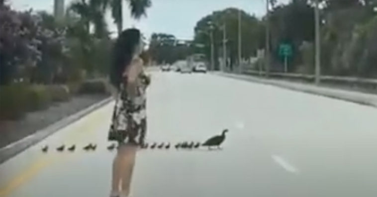 Woman stops traffic to help ducklings