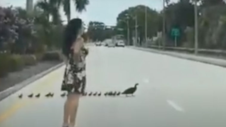 Woman stops traffic to help ducklings