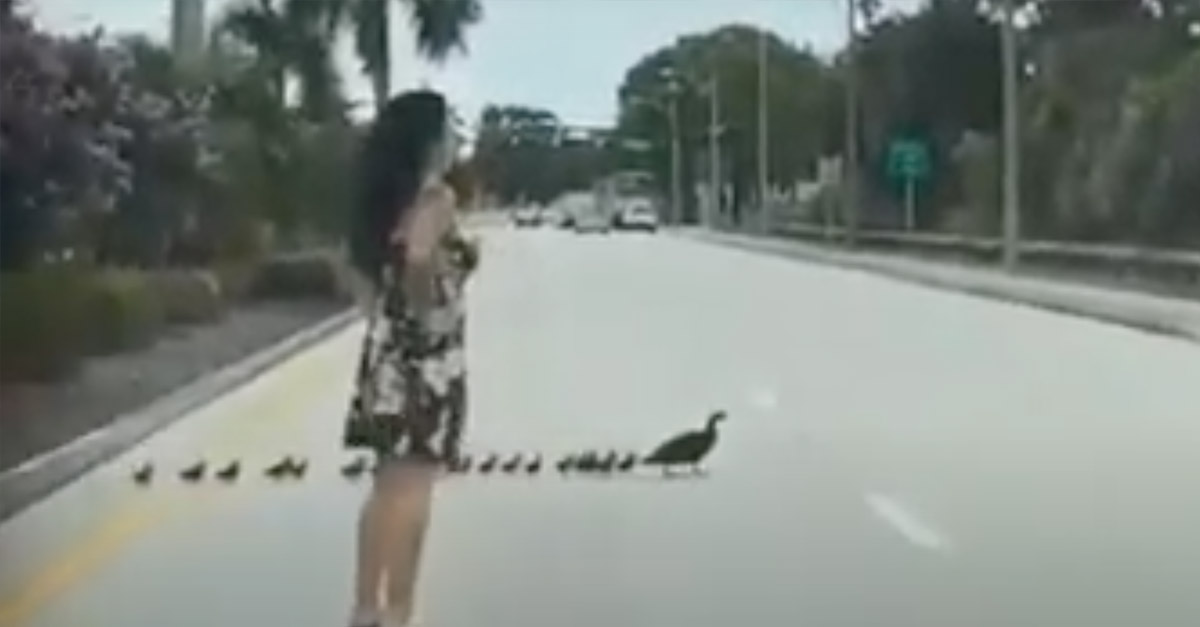 Woman stops traffic to help ducklings