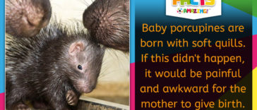 Baby porcupines are born with soft quills - Facts R Amazing