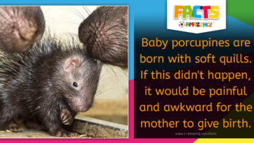 Baby porcupines are born with soft quills - Facts R Amazing