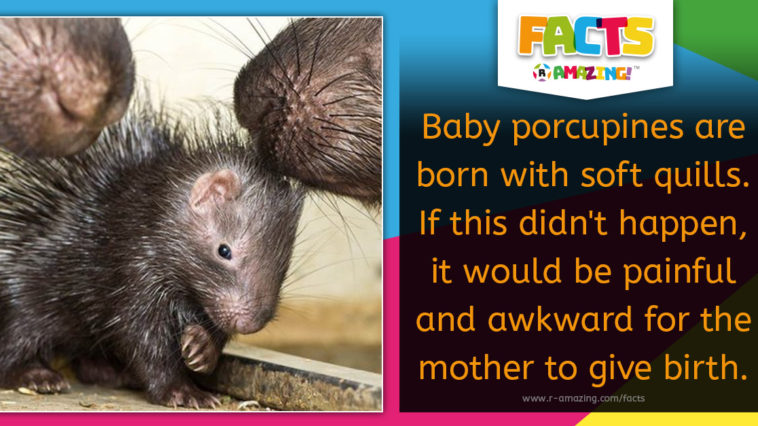 Baby porcupines are born with soft quills - Facts R Amazing
