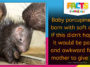 Baby porcupines are born with soft quills - Facts R Amazing
