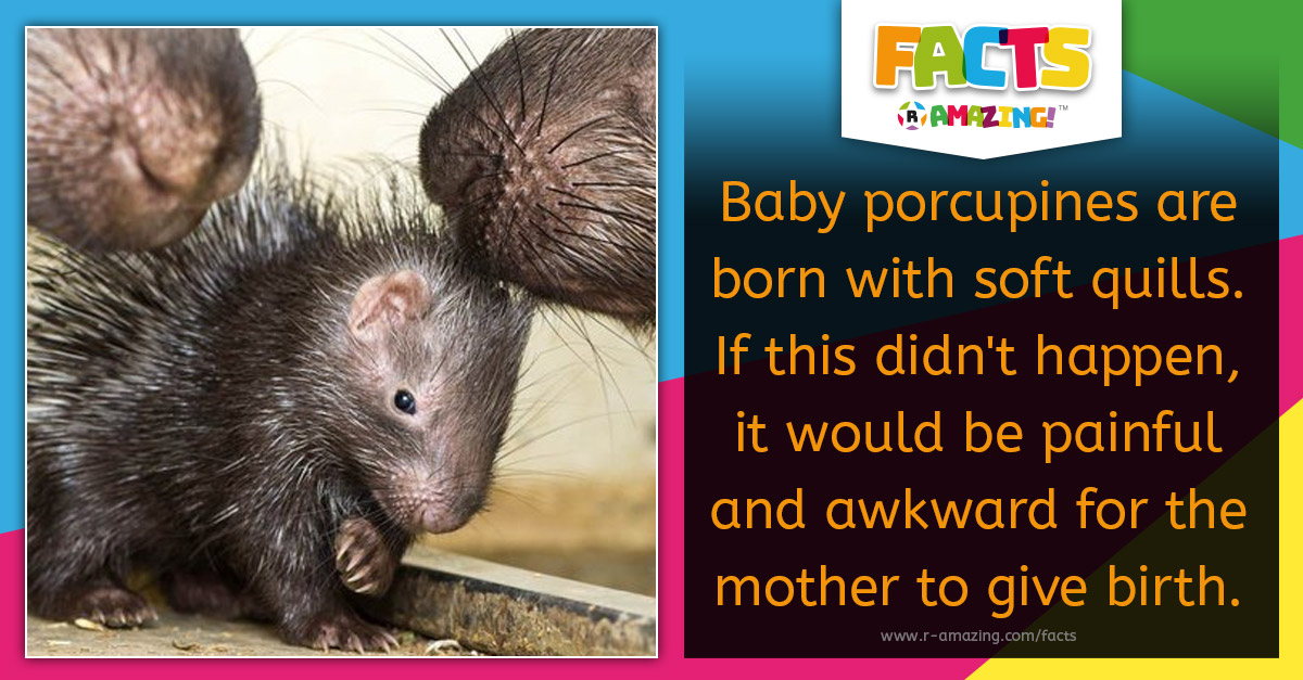 R Amazing! Facts - Baby porcupines are born with soft quills