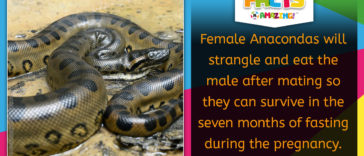 Female Anacondas eats the male after mating - Facts R Amazing!