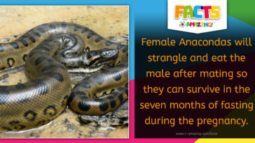 Female Anacondas eats the male after mating - Facts R Amazing!