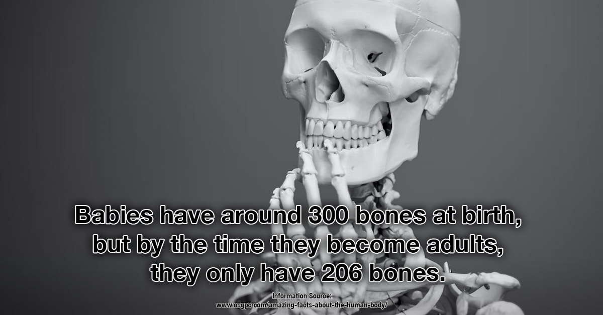 Kids have more bones than adults - Our Amazing Bodies