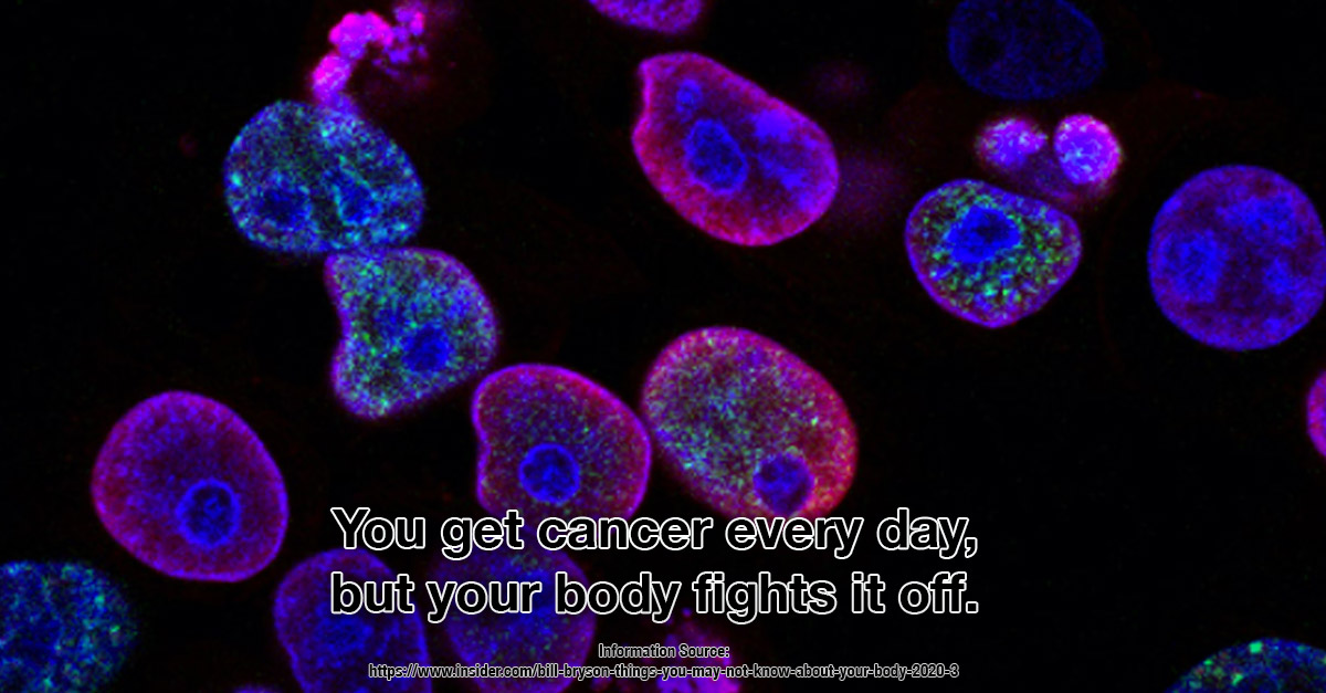 You get cancer everyday - Our Amazing Bodies