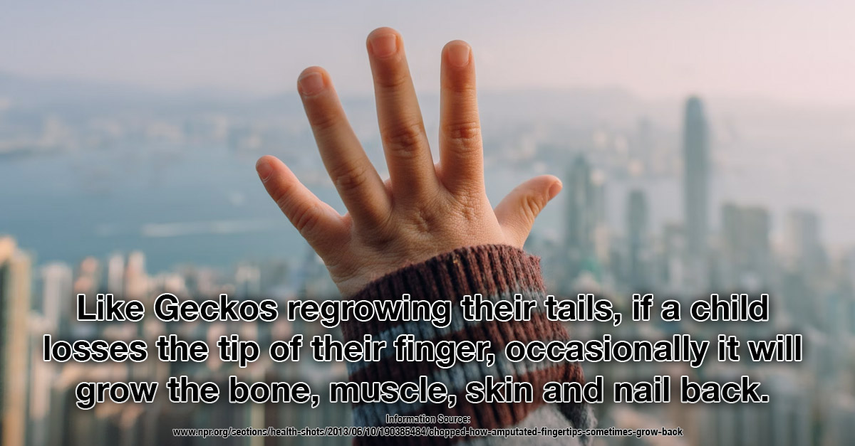 Kids can regrow their fingertips - Our Amazing Bodies